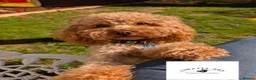 Labradoodle dogs for sale: Adorable Miniture F1B Labradoodle puppies - Advert 17