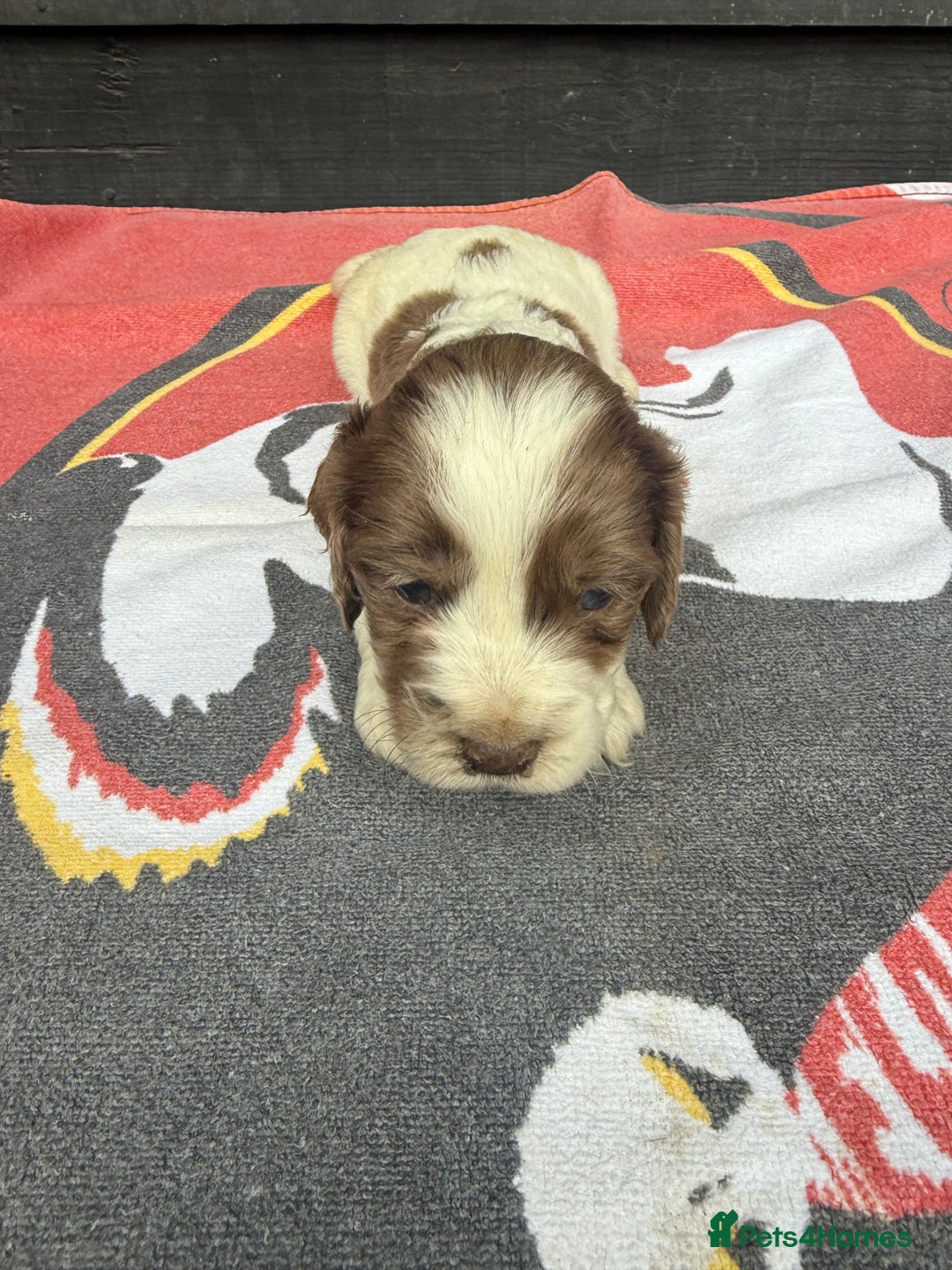 Cocker Spaniel dogs for sale: Cocker puppy 1 bitch left 3 boys  - Image 19
