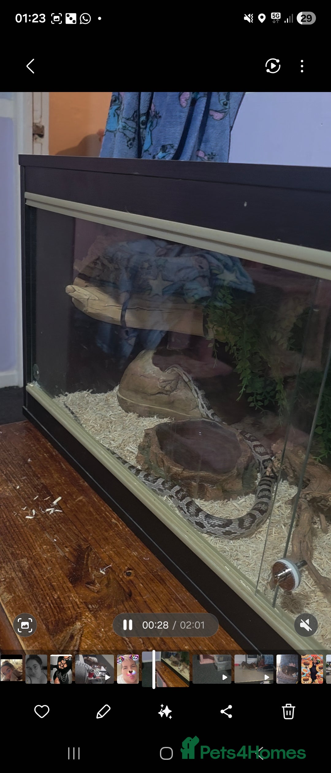 Snake reptiles for sale: Cornsnake  - Advert 3