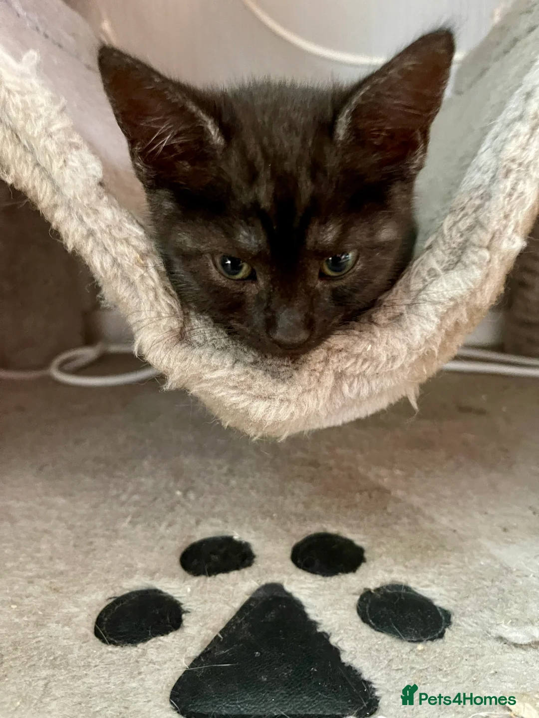 Bengal cats for sale: Beautiful bengal kittens for sale, norwich nr9 - Advert 2