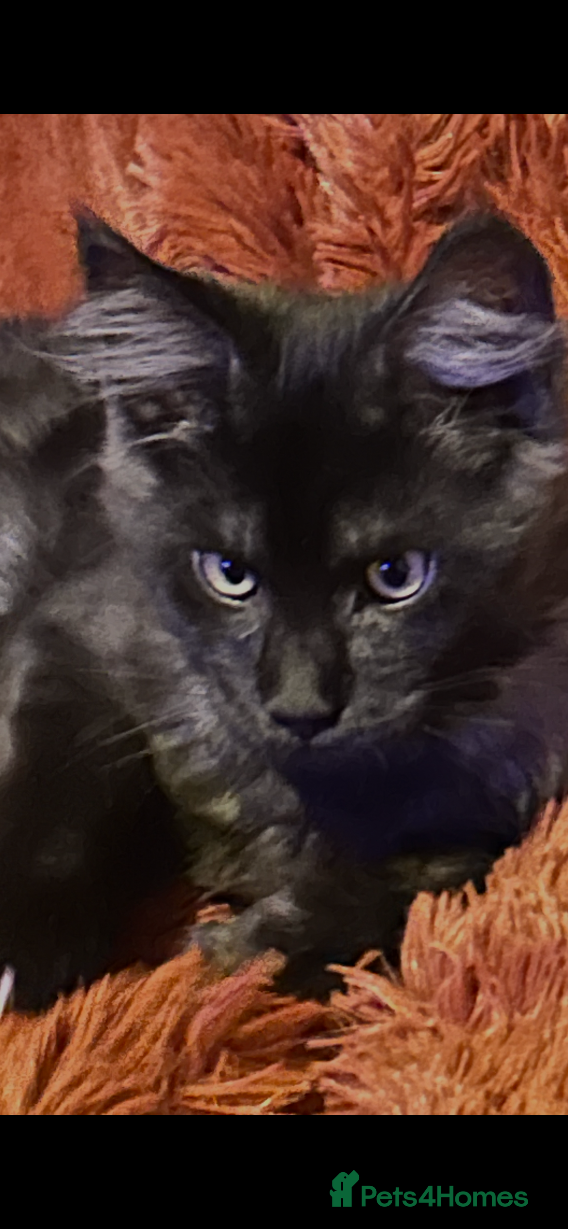 Maine Coon cats 4 STUNNING RUSSIAN MAINECOON KITTENS  - Advert 1