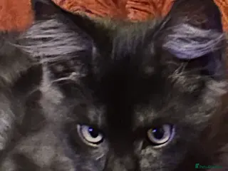 Maine Coon cats 4 STUNNING RUSSIAN MAINECOON KITTENS - Advert 1