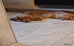 Cocker Spaniel dogs for sale: I reg cocker spaniel pups  - Image 4