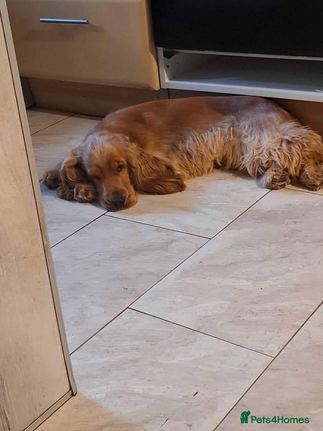 Cocker Spaniel dogs for sale: I reg cocker spaniel pups  - Image 4