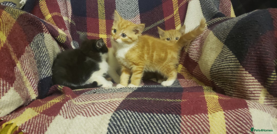 Mixed Breed cats for sale: Beautiful fluffy kittens for sale. - Image 9