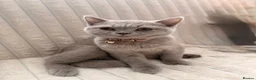 British Shorthair cats for sale: Gorgeous British shorthairs  - Advert 7
