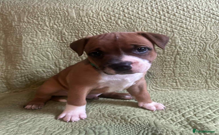 Staffordshire Bull Terrier dogs - Advert 2