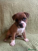 Staffordshire Bull Terrier dogs - Advert 9