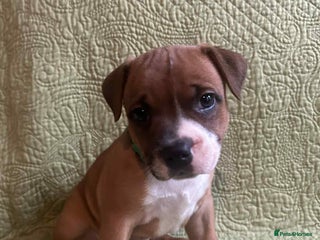 Staffordshire Bull Terrier dogs - Advert 2