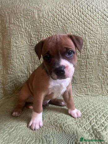 Staffordshire Bull Terrier dogs - Advert 2