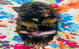 Border Terrier dogs for sale: KC Reg, slem clear VET approved only 1 boy left❤️ - Image 8
