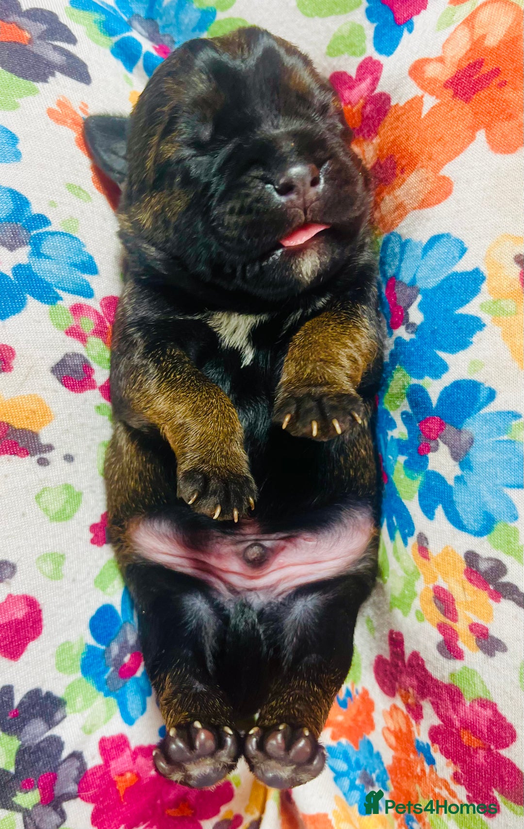 Border Terrier dogs for sale: KC Reg, slem clear VET approved only 1 boy left❤️ - Image 8