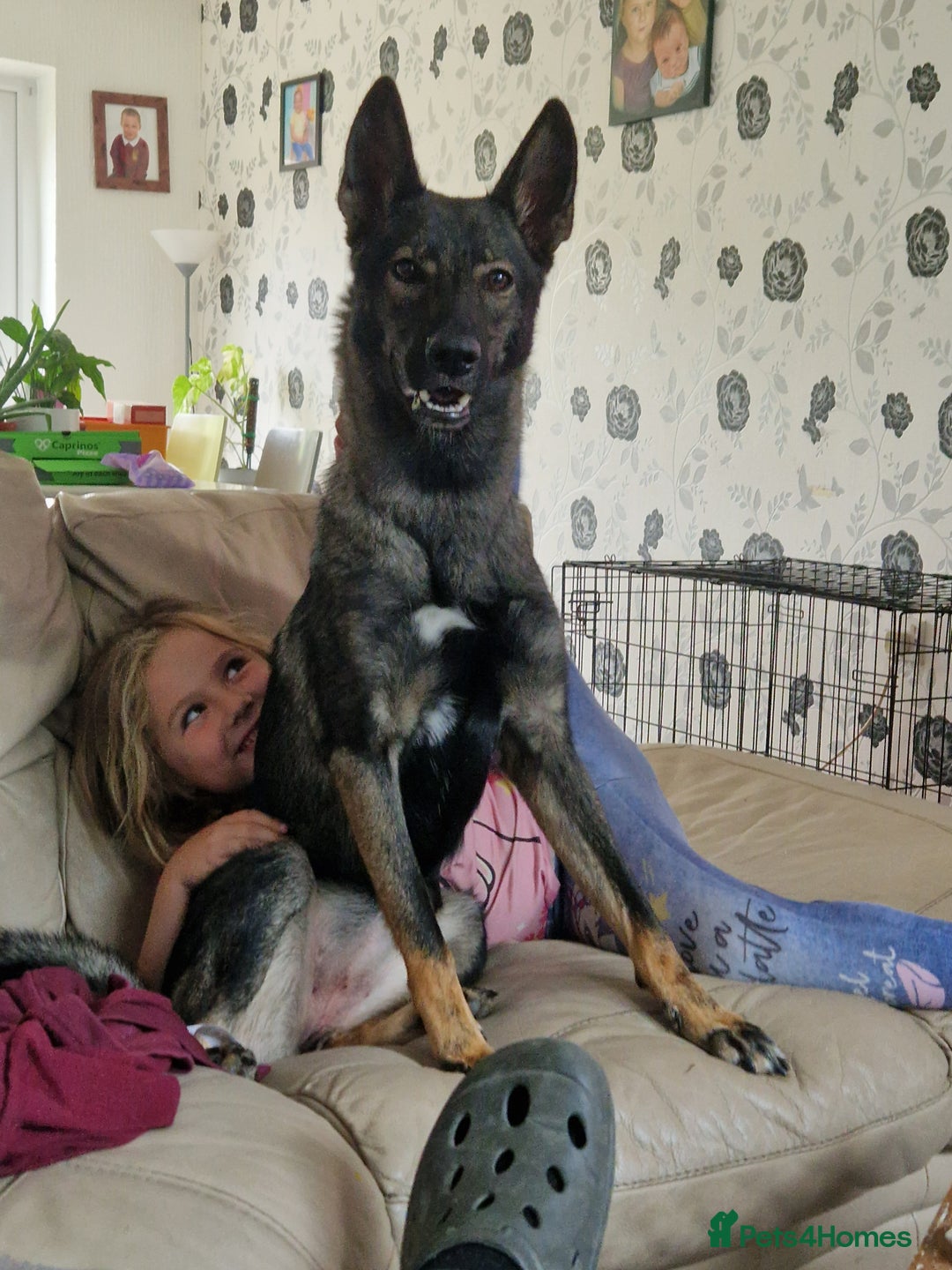 Mixed Breed dogs for sale: Wolf puppys for sale  - Advert 10