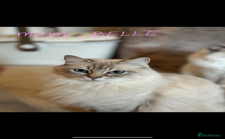 Ragdoll cats - Advert 4