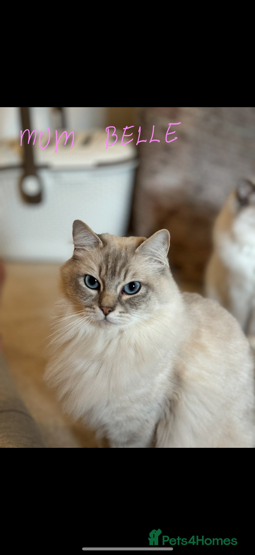 Ragdoll cats for sale: Three gorgeous ragdolls for sale  - Image 1