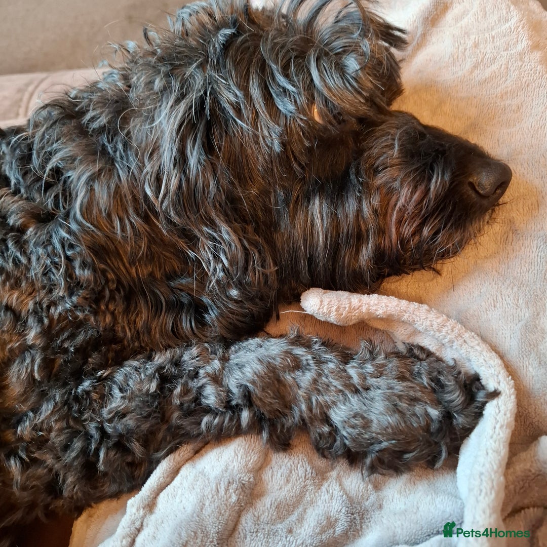 Cockapoo dogs for sale: In a lovely new home - Image 4