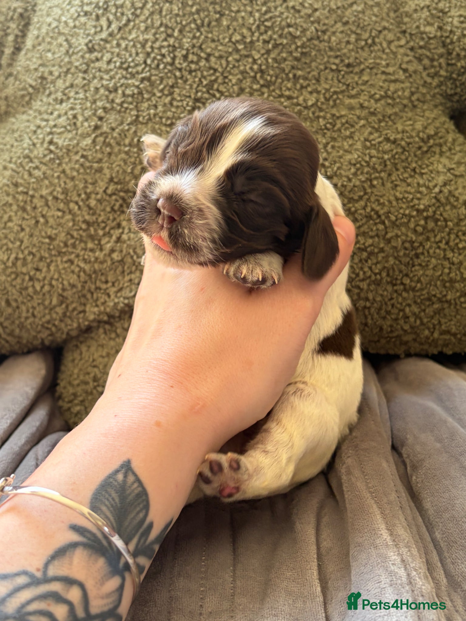 Cocker Spaniel dogs 4 left available Serbia import lines SHOW cockers  - Advert 10