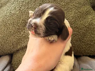 Cocker Spaniel dogs 4 left available Serbia import lines SHOW cockers - Advert 10