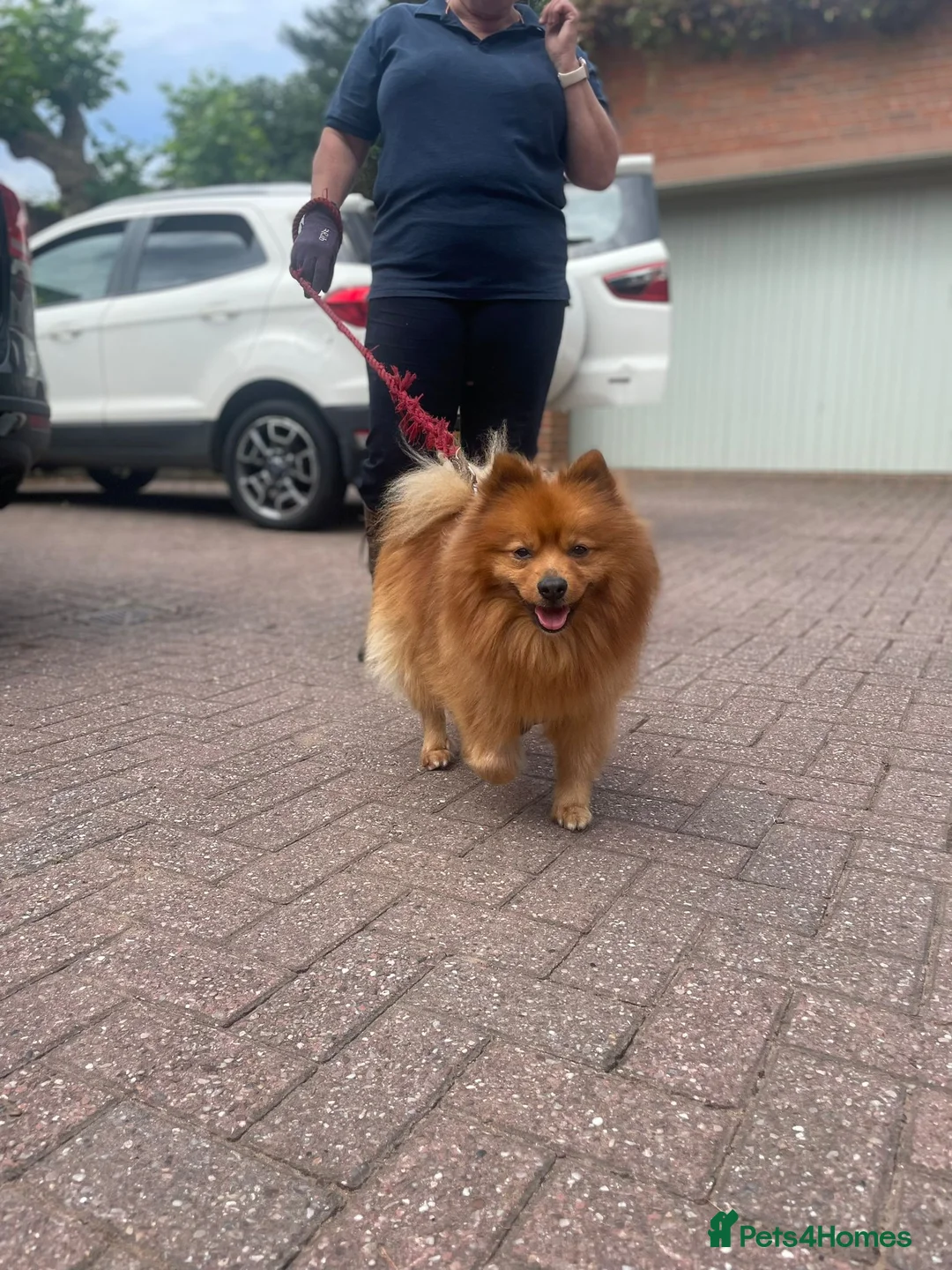 German Spitz dogs for sale: Quirky 8yr old German Spitz  - Advert 4