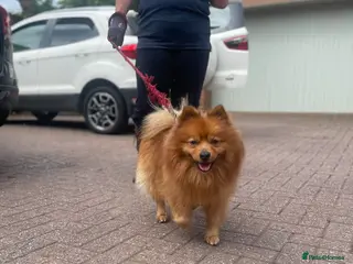 German Spitz dogs 8yr old German Spitz - Advert 1