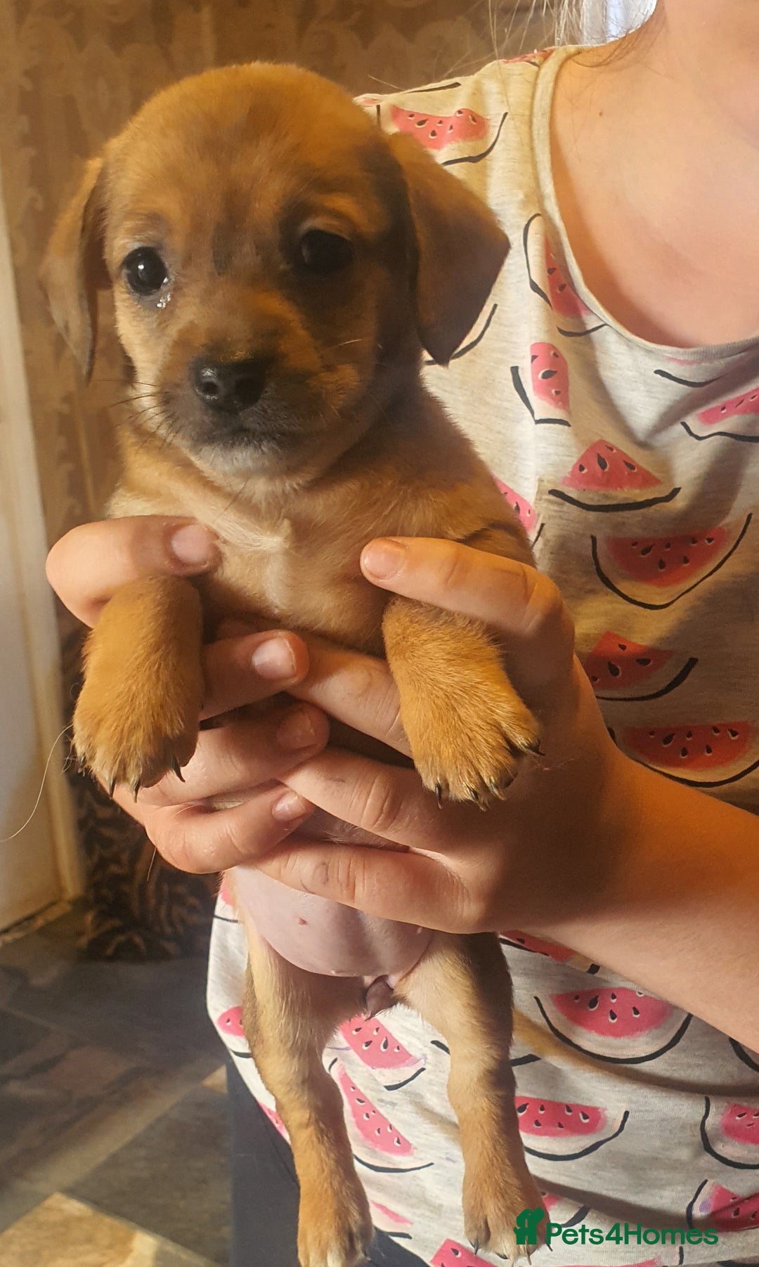 Mixed Breed dogs for sale: Dashound x shih tuz  - Image 8