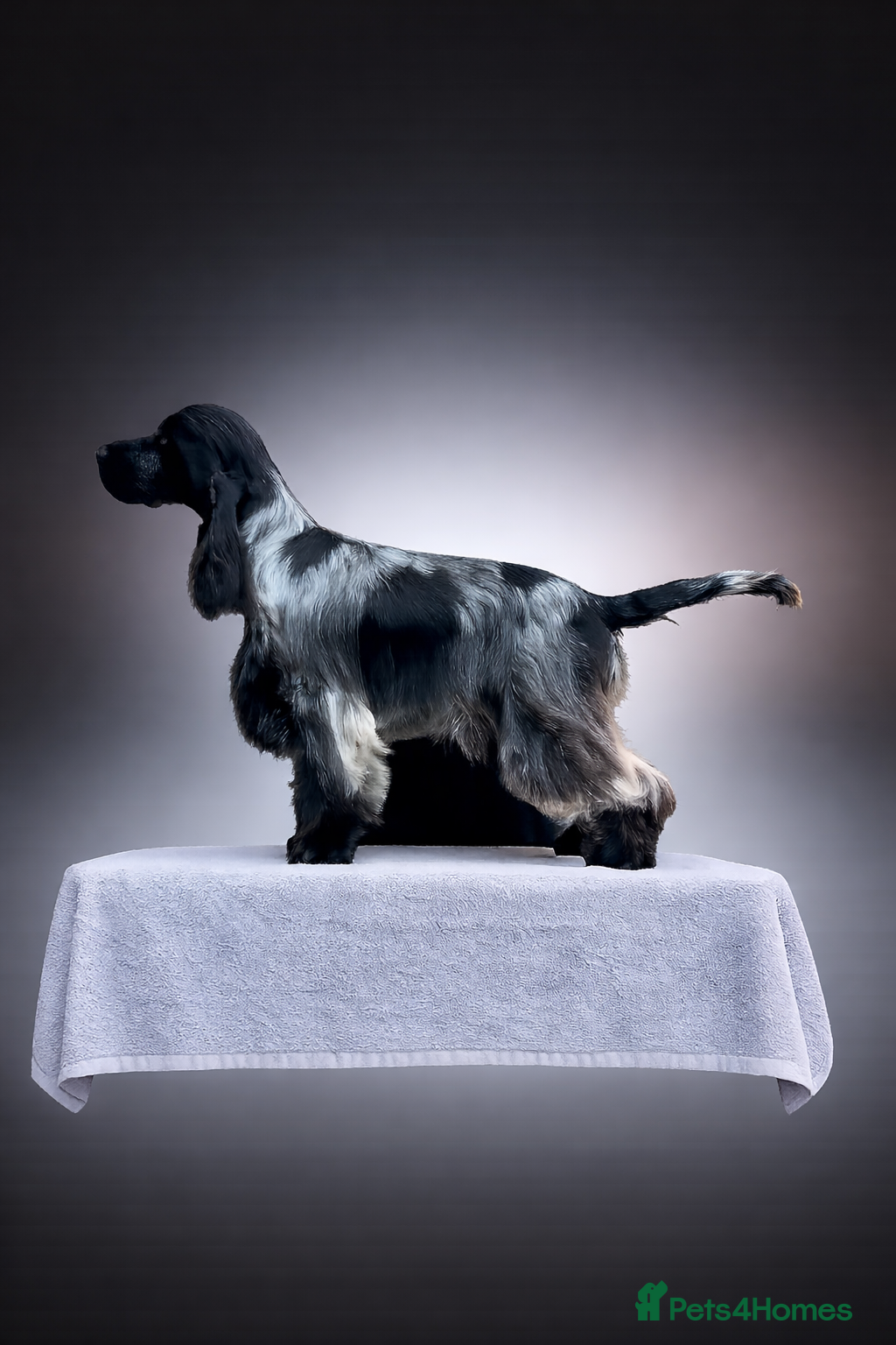 Cocker Spaniel dogs Blue roan show cocker spaniel stud - Advert 18
