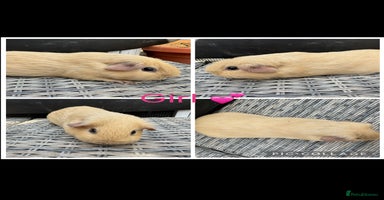 Guinea Pig rodents - Advert 5