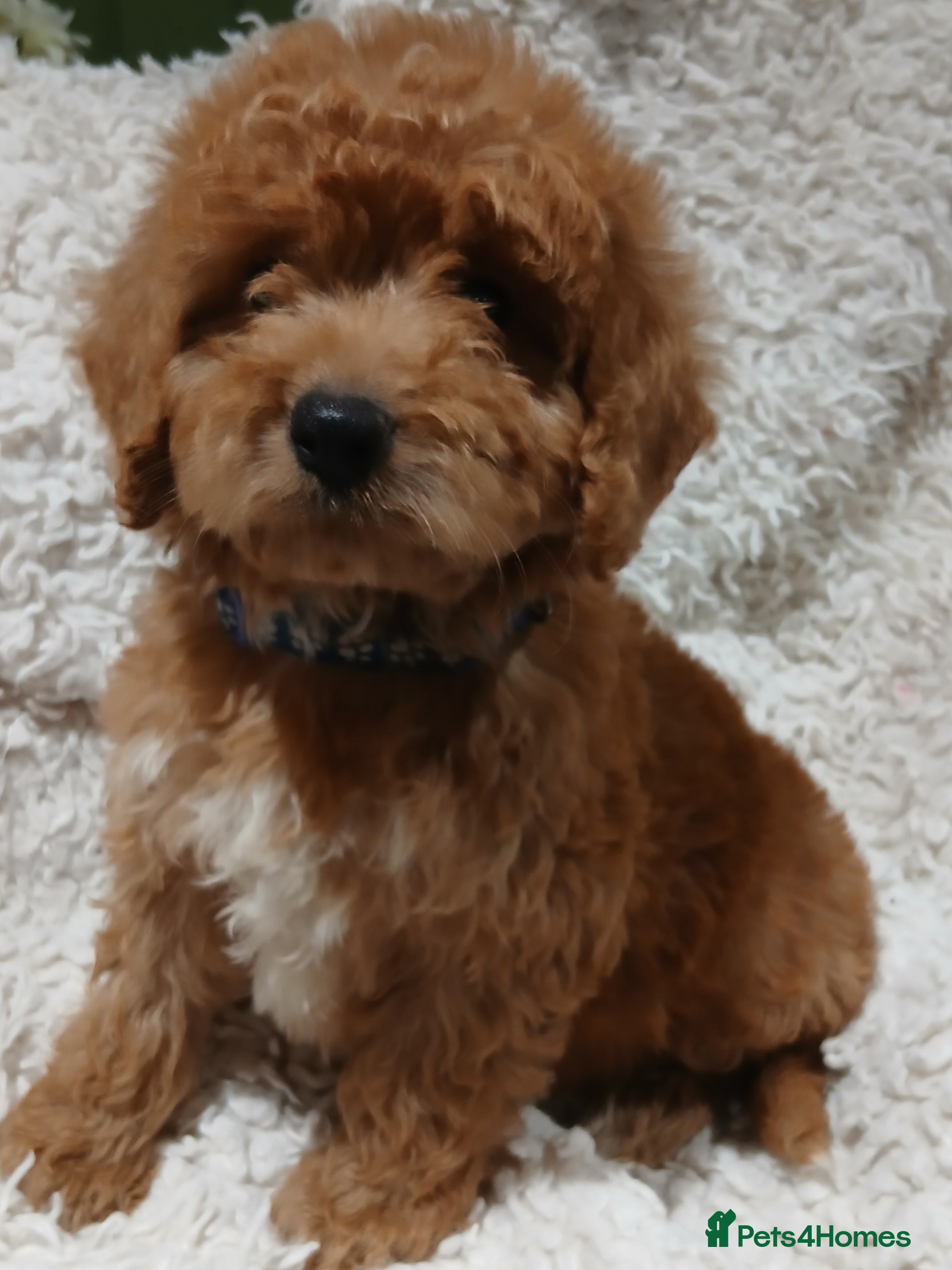 Cockapoo dogs PRA UNAFFECTED cockapoo  puppies Ready  now - Advert 5