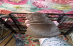 American Bully dogs for sale: American Bully Pups - Image 29