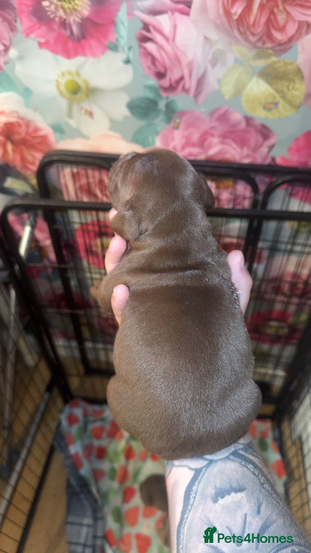 American Bully dogs for sale: American Bully Pups - Image 29