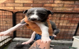 Whippet dogs for sale: Kc registered.Whippets. - Image 27