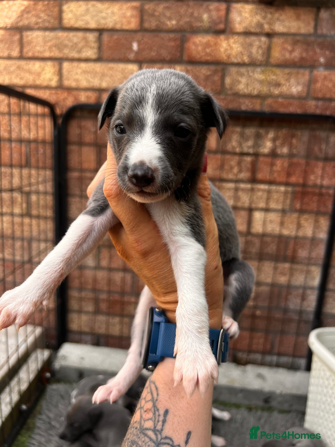 Whippet dogs for sale: Kc registered.Whippets. - Image 27