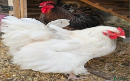 Chickens poultry for sale: Pure Breed BIG Rare Colour Orpington Flock - Image 1