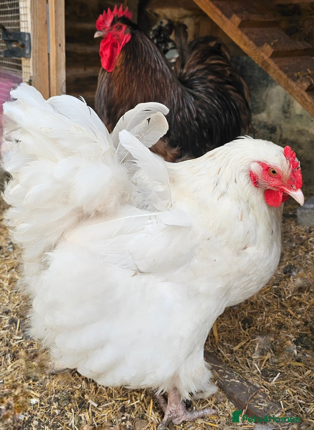 Chickens poultry for sale: Pure Breed BIG Rare Colour Orpington Flock - Image 1