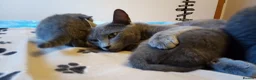 Russian Blue cats for sale: Russian Blue kitten for sale - ONE Girl left - Advert 8