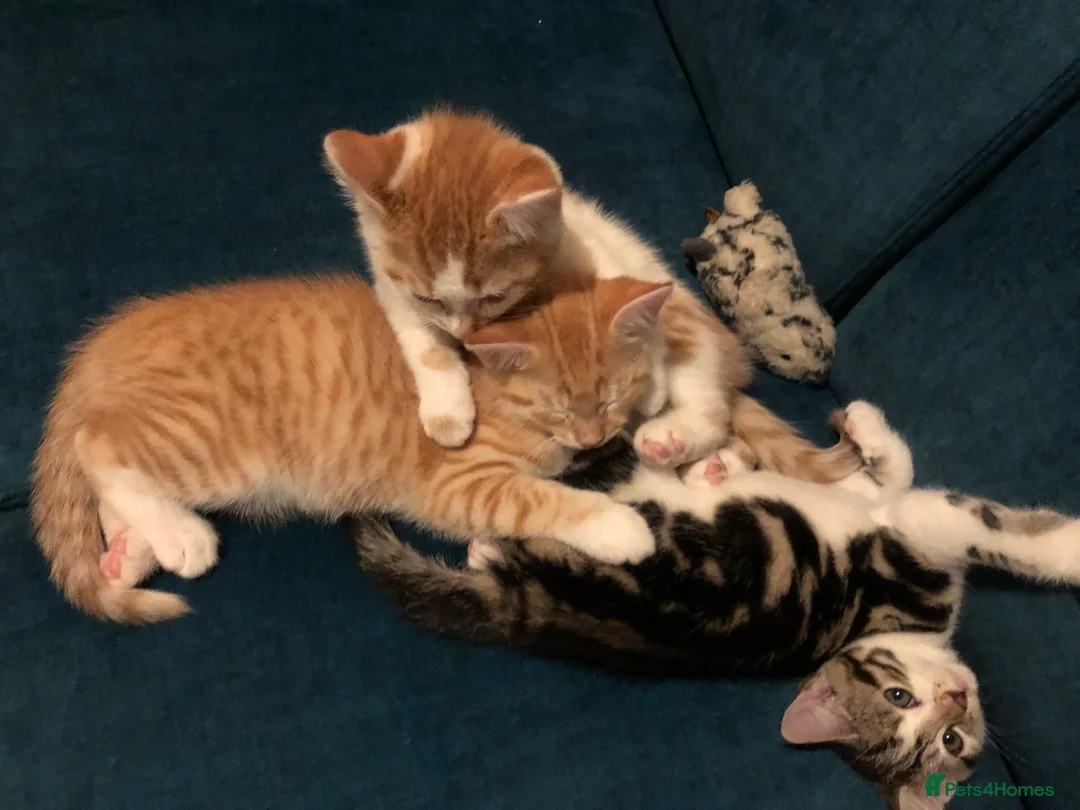 Mixed Breed cats for sale: 3 darling kittens looking for new homes - Advert 12
