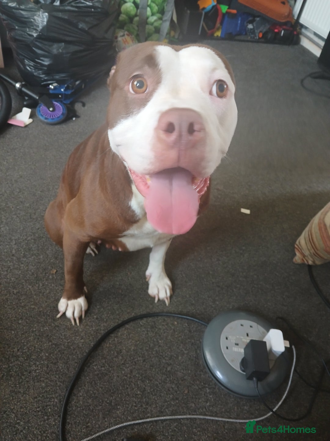 Alapaha Blue Blood Bulldog dogs for sale: Star! Alapaha Blue Blood Bulldog, 2 Years old - Image 1