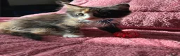 Maine Coon cats for sale: 3 Female Calico MaineCoon Cross Kittens - Advert 9