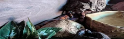 Boa Snake reptiles for sale: Beautiful Brazilian Rainbow Boa - Advert 3