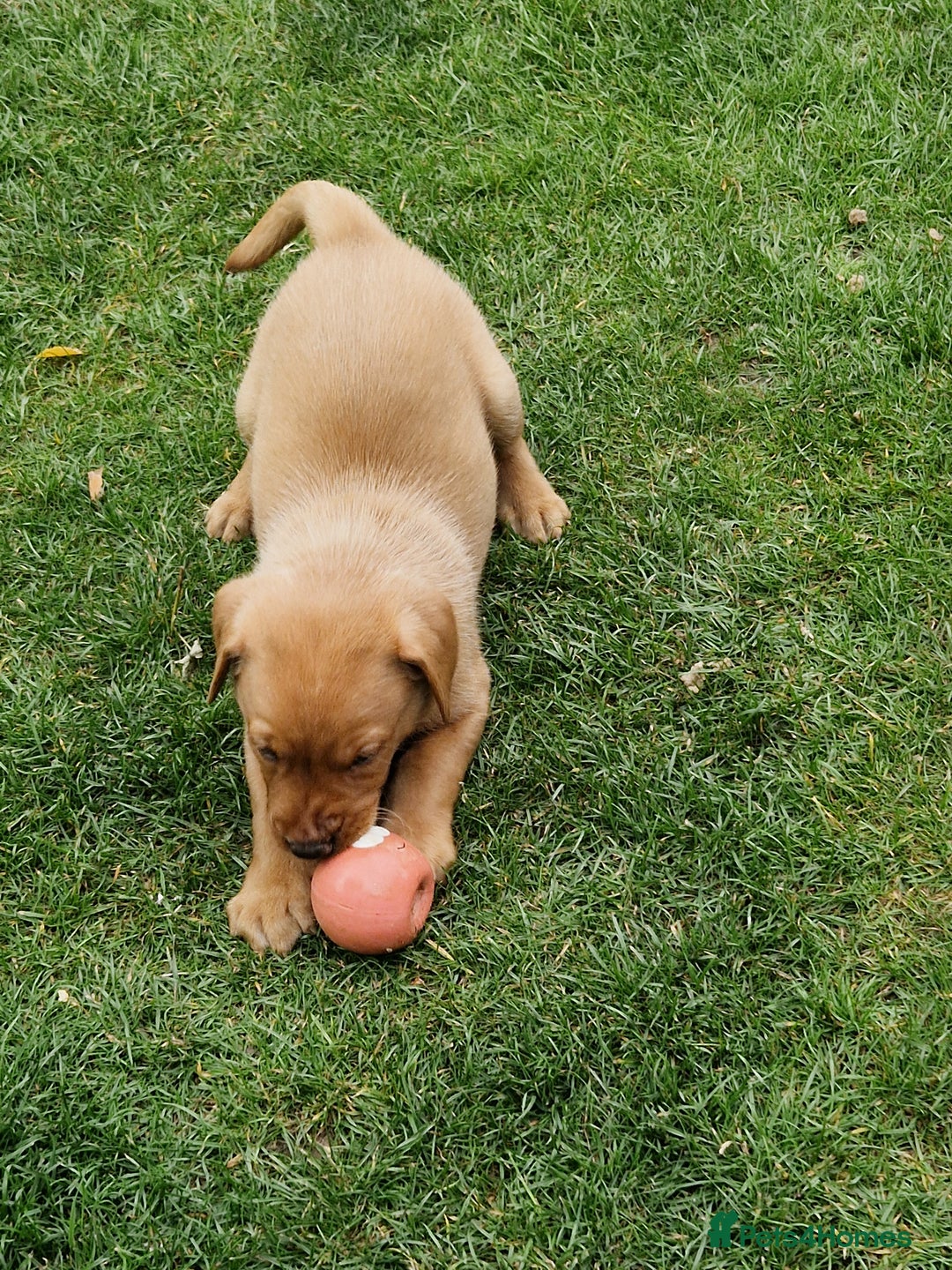 Labrador Retriever dogs for sale: Adorable 8 Puppies FOX RED Labrador, KC registered - Image 15