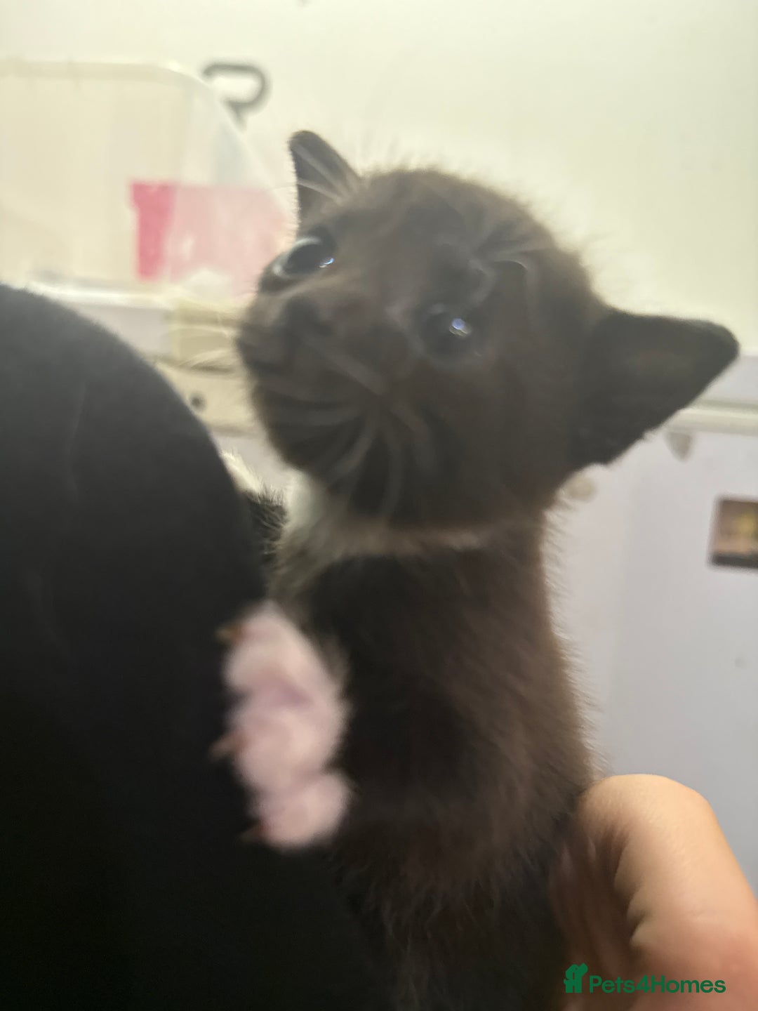 Mixed Breed cats for sale: 4 beautiful mixed breed kittens  - Image 9