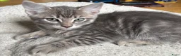 Mixed Breed cats for sale: 3 Gorgeous Kittens left 🤍 - Advert 5