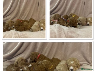Mini Goldendoodle dogs Gorgeous family Raised Mini F1b Goldendoodles - Advert 1