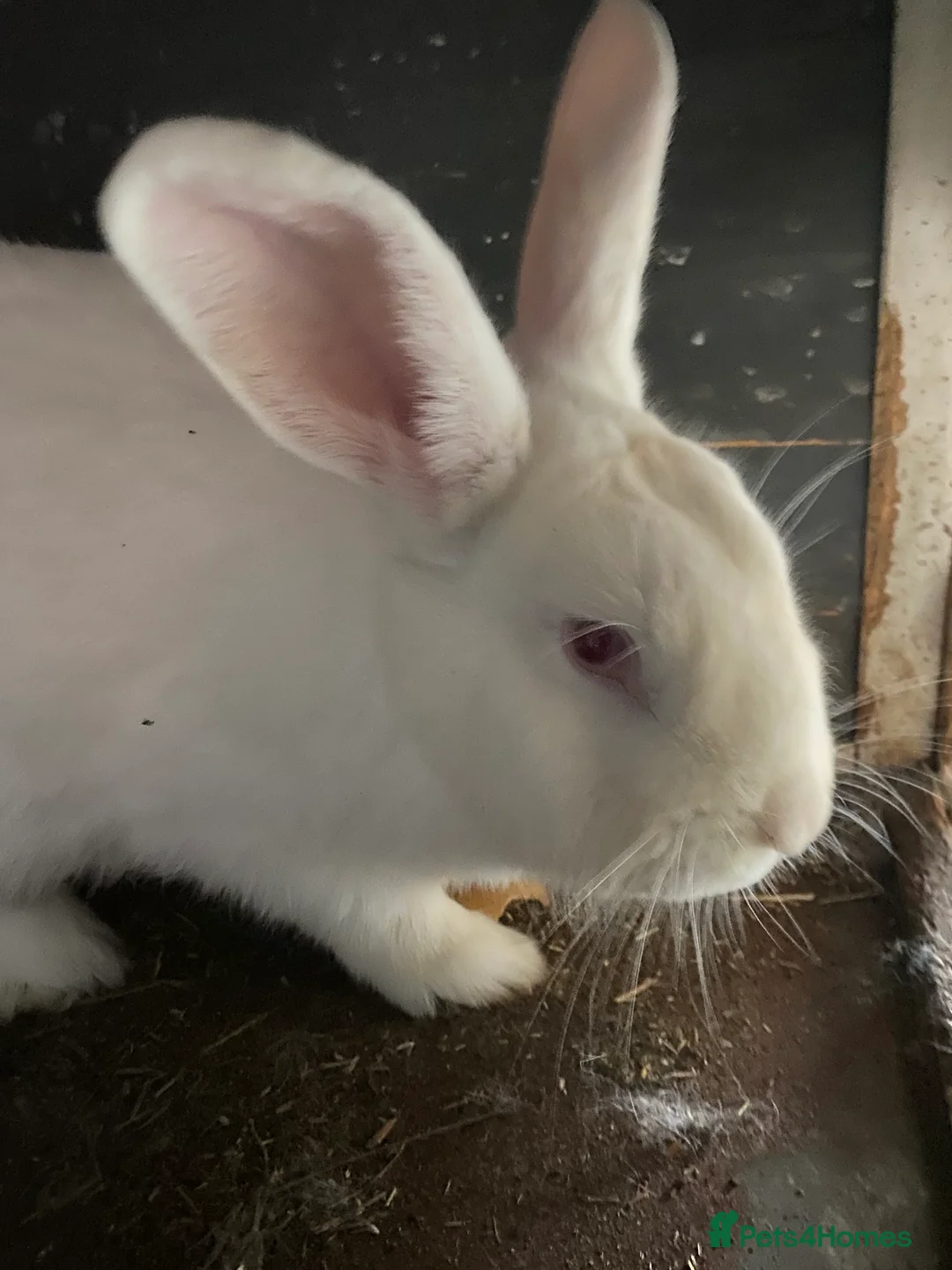 Mixed Breed rabbits for sale: New zealand, rex and mixed doves for sale! - Advert 14