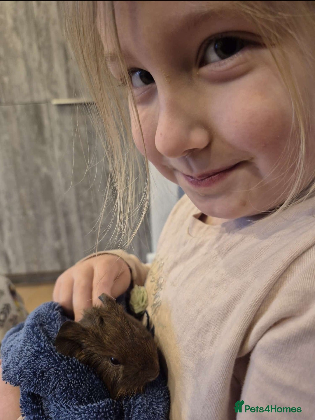 Guinea Pig rodents for sale: Baby guinea pigs for sale - Advert 14