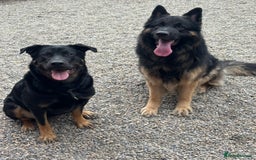 Mixed Breed dogs for sale: Shepweiler puppies READY TO RESERVE! - Image 1