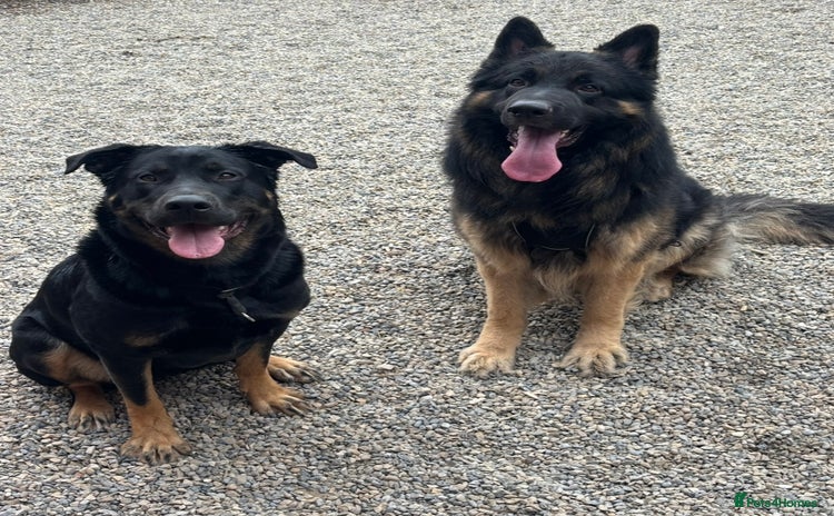 Mixed Breed dogs - Advert 6