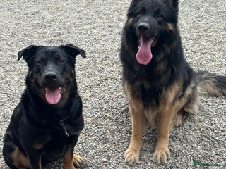 Mixed Breed dogs - Advert 22