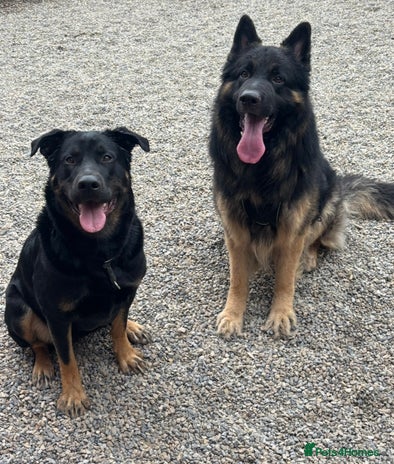 Mixed Breed dogs - Advert 5