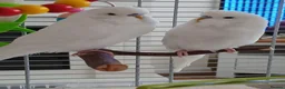Budgerigars birds for sale: Beautiful male budgie - Advert 4